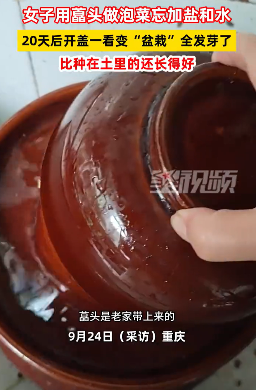 女子泡菜忘加盐和水，20天后竟成“盆栽”：藠头发芽引热议