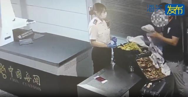 上海虹桥机场惊现！海关查获2件濒危女王凤凰螺制品
