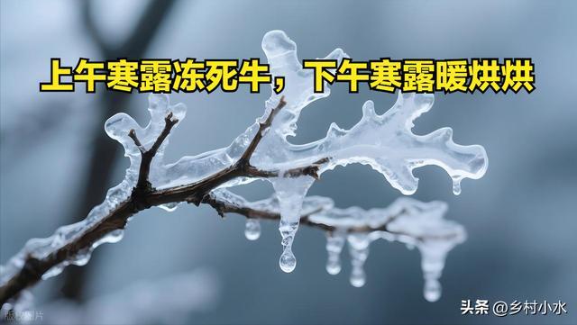 今年寒露是几点？上午寒露与下午寒露有啥不同？农谚揭秘