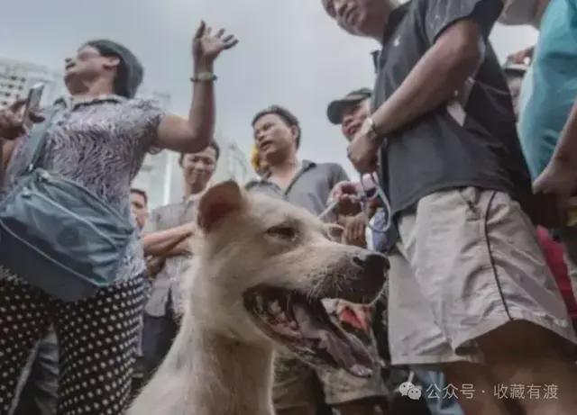 为何中国人自古不吃猫肉？文化禁忌与历史渊源解析