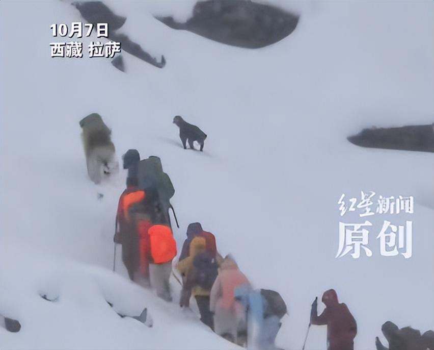 珠峰暴雪中，向导一人一狗带上百人撤离，有人转账5000元感谢，本人回应：是有个狗狗跟着进山，从业十几年没见过这么大的雪
