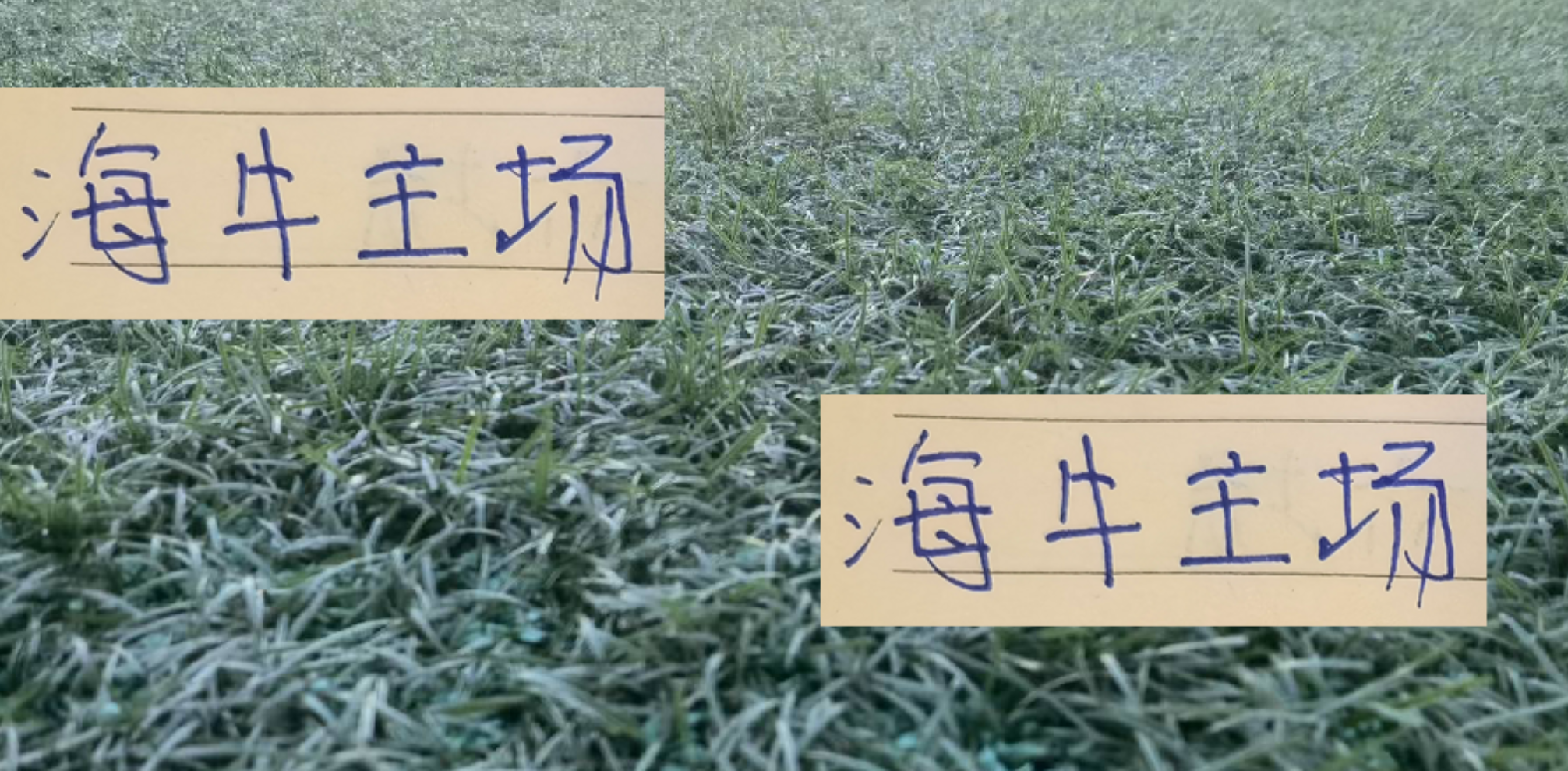 海牛主场战海港 是死守1分 还是偷袭3分 或者考虑下一场保存实力