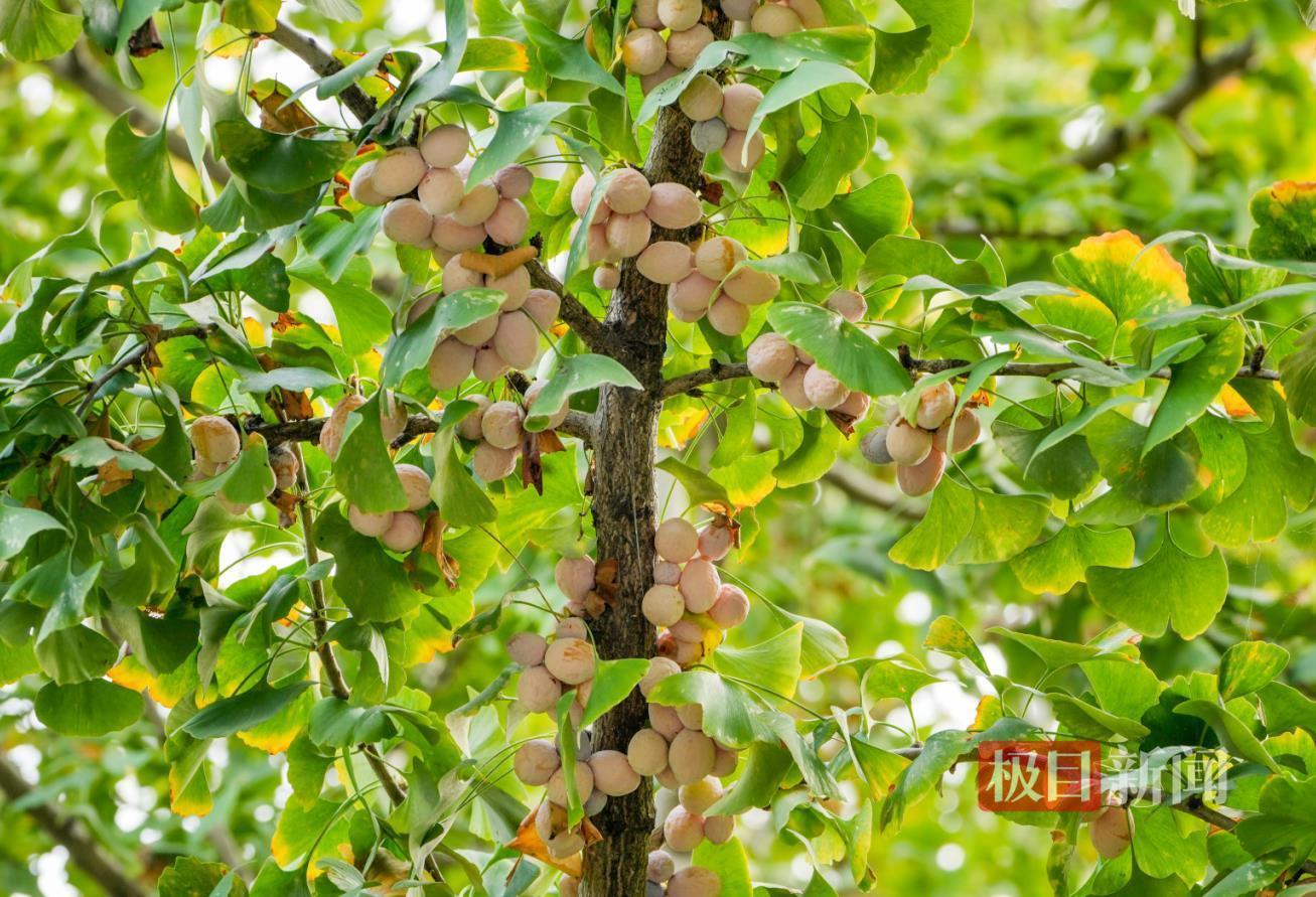 武汉街头银杏果泛滥，切勿随意采摘食用！