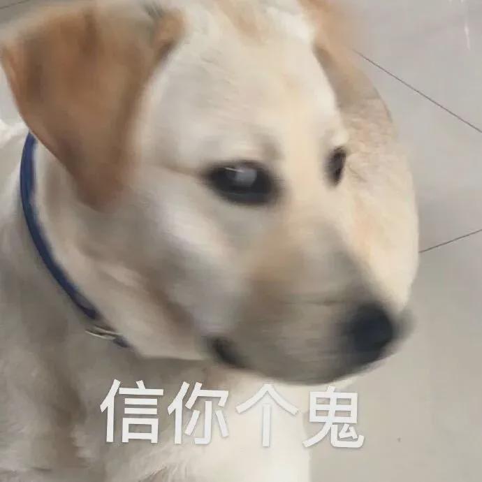 糖槭树与桦树对比