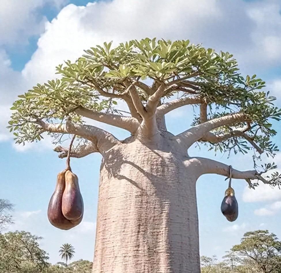 20年以上才结果！广东男子18年前种下约1000亩，如今只有2棵结果