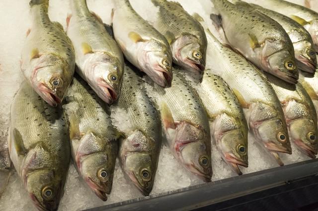 鲈鱼为何失宠？五大原因揭示家长选择转变