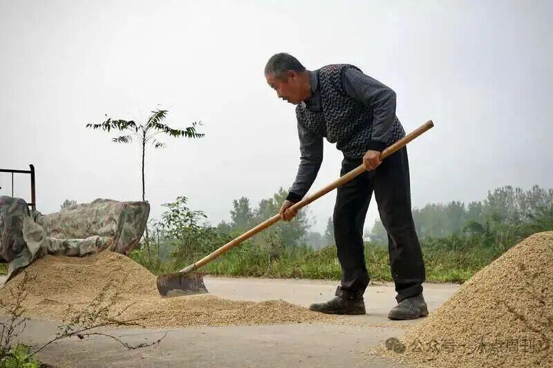 河南秋雨成灾：玉米熬过旱灾却淹死秋雨，农民秋收告急