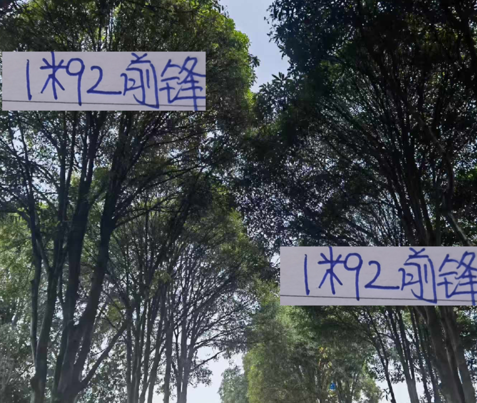 青岛海牛1米92锋霸12场6球，效率直追前申花外援马莱莱
