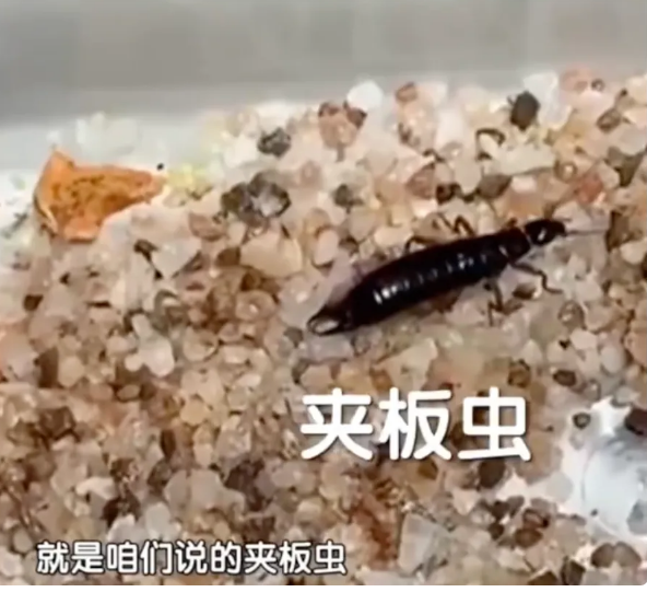 北京惊现尾巴带钳子的黑色‘剪刀虫’，消杀人员揭秘真相
