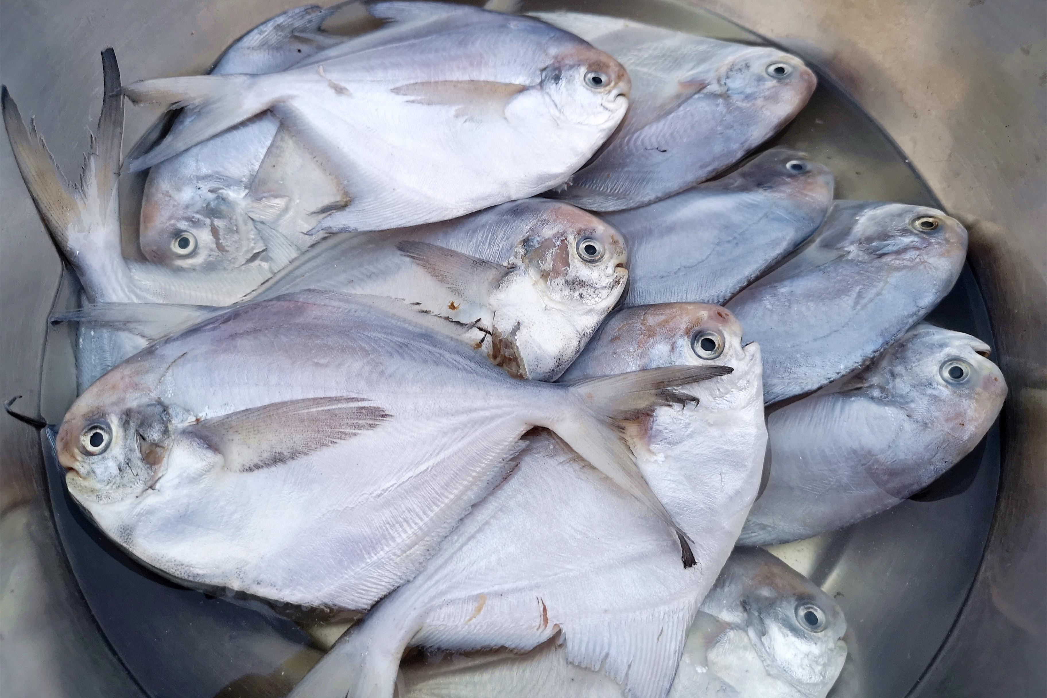秋吃鱼，少吃草鱼和花鲢，建议多吃这3种鱼，鲜美营养，好吃不贵