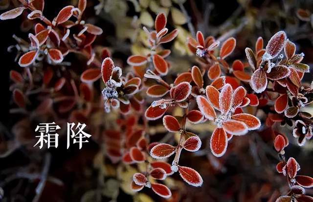 霜降饮食禁忌：4种食物不宜吃，顺应时节健康过冬