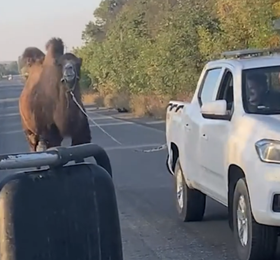 乌军救出俄军战地骆驼：战场奇闻与俄军装备困境揭秘