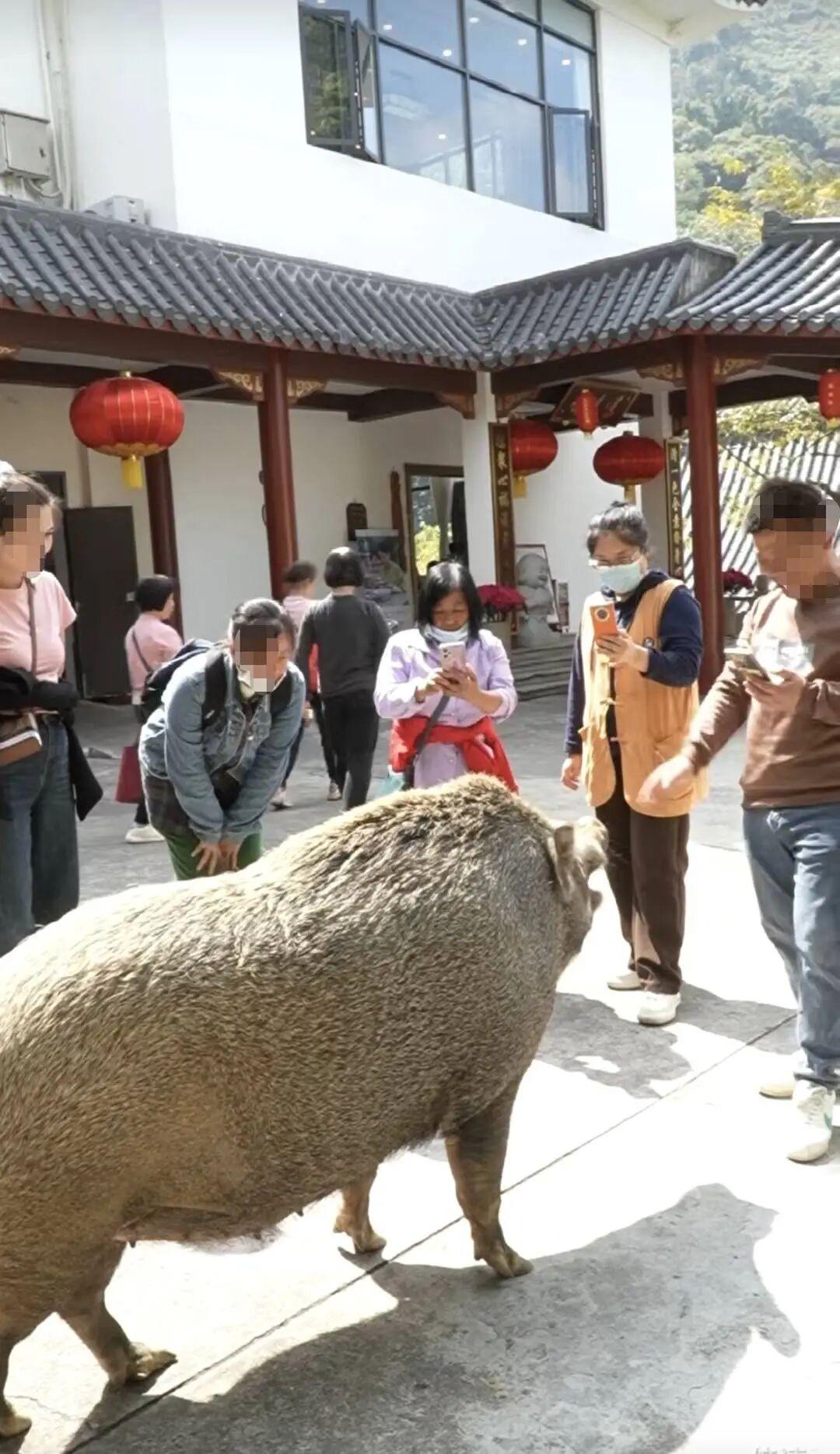 广东网红野猪“猪五妹”：300斤的温柔巨兽，通人性引关注