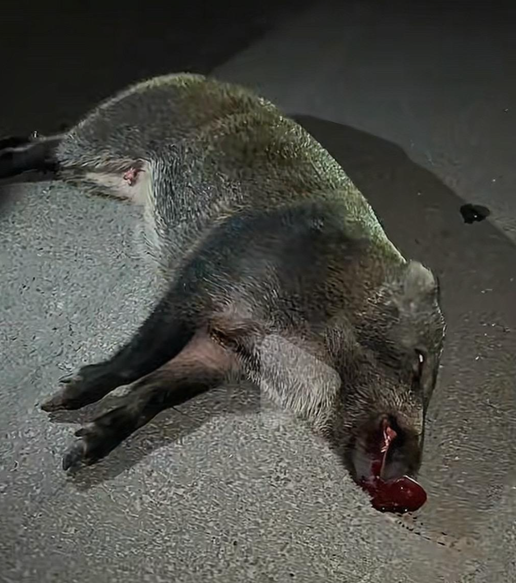 特斯拉撞死国道野猪，车主全责修车费超2万，责任如何判定？