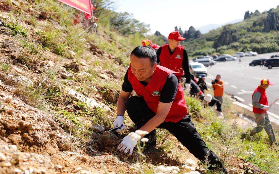 神农香菊濒危后重生：14年人工繁育5.5万株成功回归自然