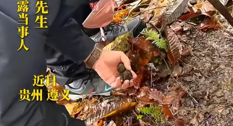 贵州小伙意外捡获3斤黑松露，曾拍卖21万的高端食材竟在山后常见