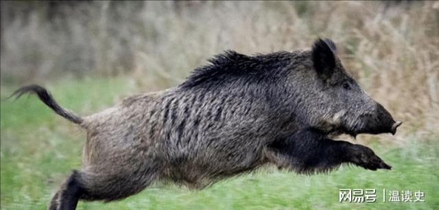 家猪与野猪对比