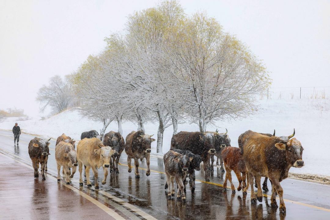 特大暴雪席卷多地！超20省区市受影响，山东济南迎降雨降温