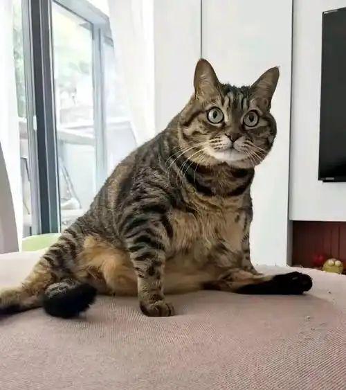 爱猫离世托梦转世，主人寻觅终获奇迹重逢