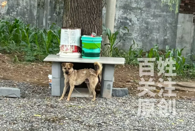 山西狗咬人反杀案追踪：百万索赔争议，邻居监控揭露真相