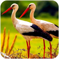 丹顶鹤模拟器3d游戏官方版(The White Stork)